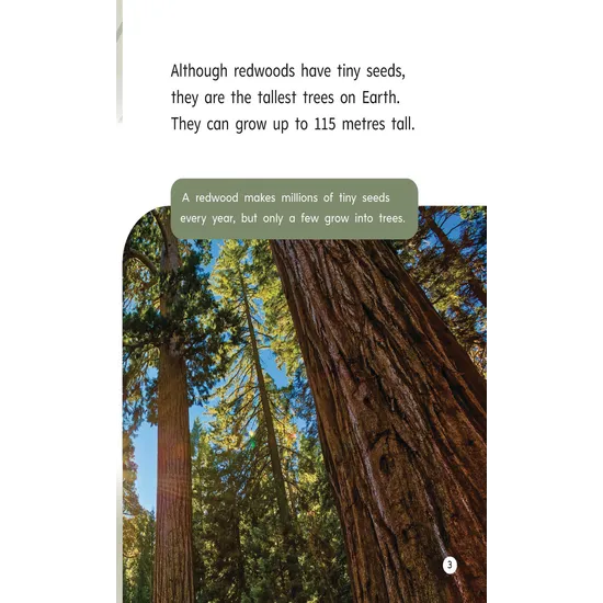 Tall Trees - Modern Teaching Aids NZ