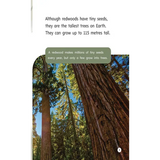 Tall Trees - Modern Teaching Aids NZ