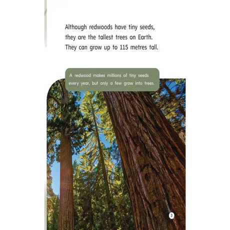 Tall Trees - Modern Teaching Aids NZ