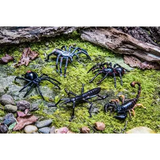 Australian Insect & Spider Set - 5 Pieces - Modern Teaching Aids NZ
