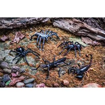 Australian Insect & Spider Set - 5 Pieces - Modern Teaching Aids NZ