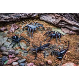 Australian Insect & Spider Set - 5 Pieces - Modern Teaching Aids NZ