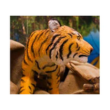 Tiger - 40cm - Modern Teaching Aids NZ