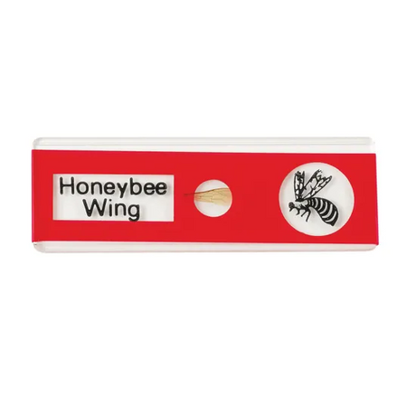 Prepared Slides - Insects PK12 - Modern Teaching Aids NZ