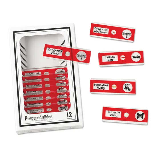 Prepared Slides - Insects PK12 - Modern Teaching Aids NZ