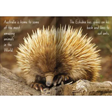 Creatures of the World Big Book - Pack of 3 Titles