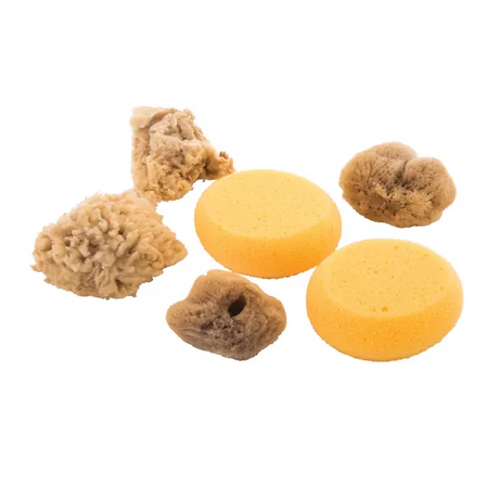 Watercolour Sponges - Set of 6 - Modern Teaching Aids NZ