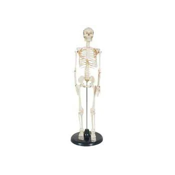 Human Skeleton on Stand - 85cm - Modern Teaching Aids NZ