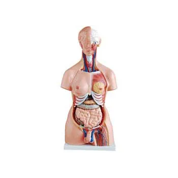 Real Life Size Unisex Human Torso - 23 Parts - Modern Teaching Aids NZ
