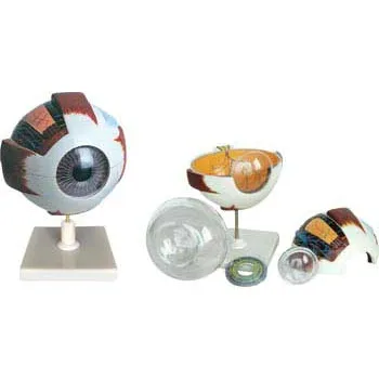 Human Eye Model - 6x Enlarged - Modern Teaching Aids NZ