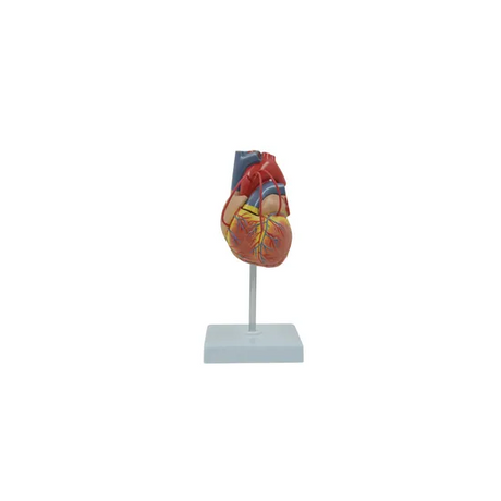 Human Heart - Life Size Model - 2 Parts - Modern Teaching Aids NZ