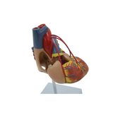 Human Heart - Life Size Model - 2 Parts - Modern Teaching Aids NZ