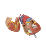 Human Heart - Life Size Model - 2 Parts - Modern Teaching Aids NZ