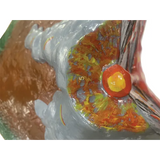 Model of Volcano 43 x 43 x 17cm - Modern Teaching Aids NZ