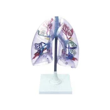 Human Lungs Model - Modern Teaching Aids NZ