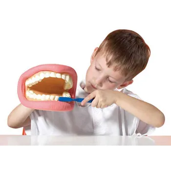 Giant Teeth Demo Model - Modern Teaching Aids NZ