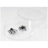 Petri Dish - 7 cm, Pack of 25 - Modern Teaching Aids NZ