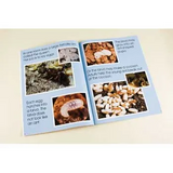 The World of Ants Big Book - Modern Teaching Aids NZ