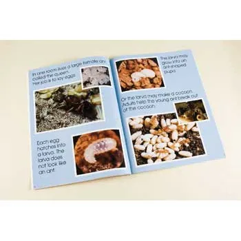 The World of Ants Big Book - Modern Teaching Aids NZ