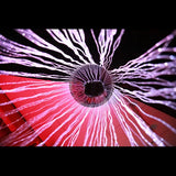 Sensory Fibre Optic Curtain Ring - Modern Teaching Aids NZ