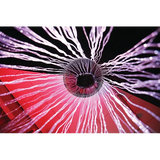 Sensory Fibre Optic Curtain Ring - Modern Teaching Aids NZ