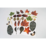 Crafty Leaves Paper Shapes - Pack of 266 - Modern Teaching Aids NZ