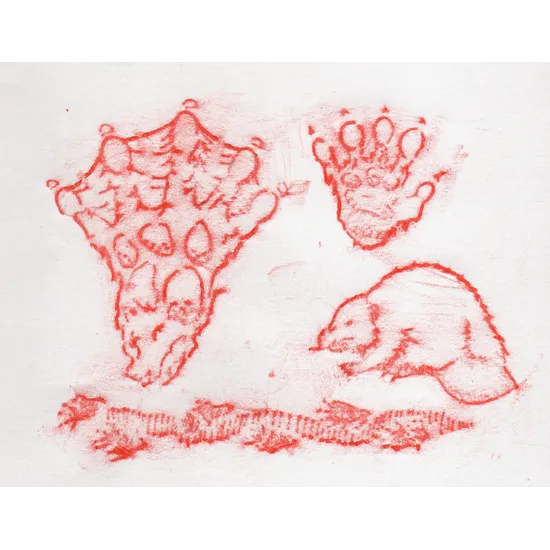 Animal Track Rubbing Plates - Modern Teaching Aids NZ