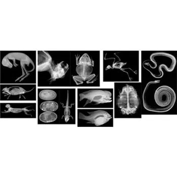 Animal X-Rays - 14 Images & Matching Picture Cards - Modern Teaching Aids NZ