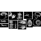 Animal X-Rays - 14 Images & Matching Picture Cards - Modern Teaching Aids NZ