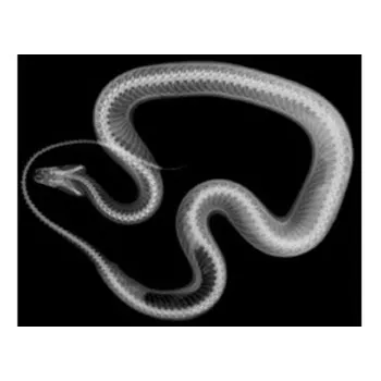 Animal X-Rays - 14 Images & Matching Picture Cards - Modern Teaching Aids NZ