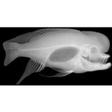 Animal X-Rays - 14 Images & Matching Picture Cards - Modern Teaching Aids NZ
