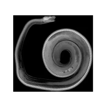 Animal X-Rays - 14 Images & Matching Picture Cards - Modern Teaching Aids NZ