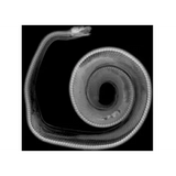 Animal X-Rays - 14 Images & Matching Picture Cards - Modern Teaching Aids NZ