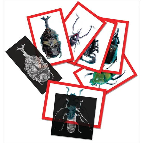 Insect X-Ray And Pictures Set of 72 Pieces - Modern Teaching Aids NZ