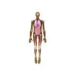 Look Inside Me - MRI Scan - Modern Teaching Aids NZ