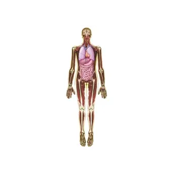 Look Inside Me - MRI Scan - Modern Teaching Aids NZ