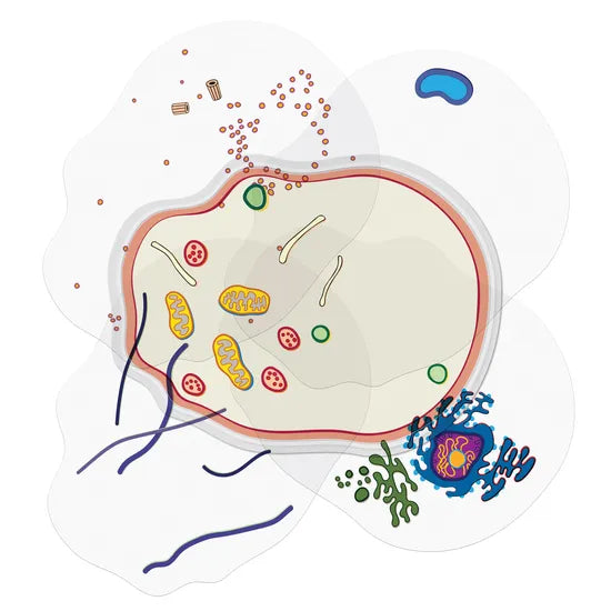 See-through Animal Cell - Modern Teaching Aids NZ