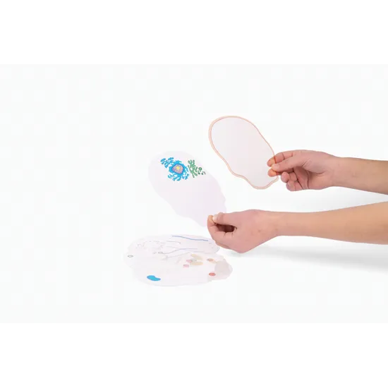 See-through Animal Cell - Modern Teaching Aids NZ