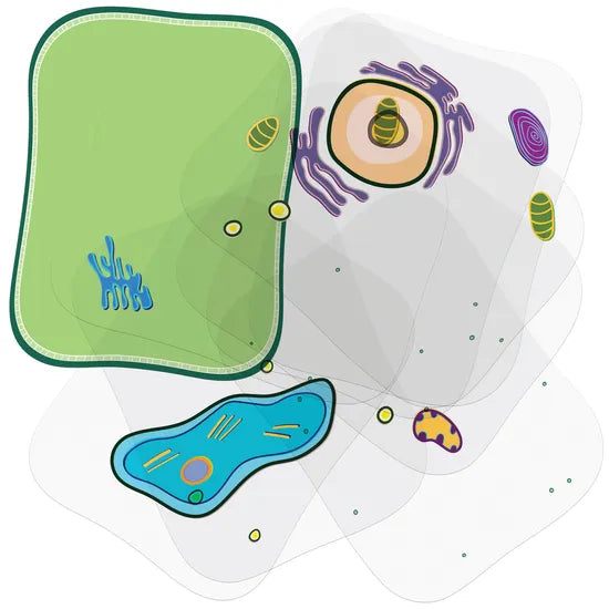 See-through Plant Cell - Modern Teaching Aids NZ