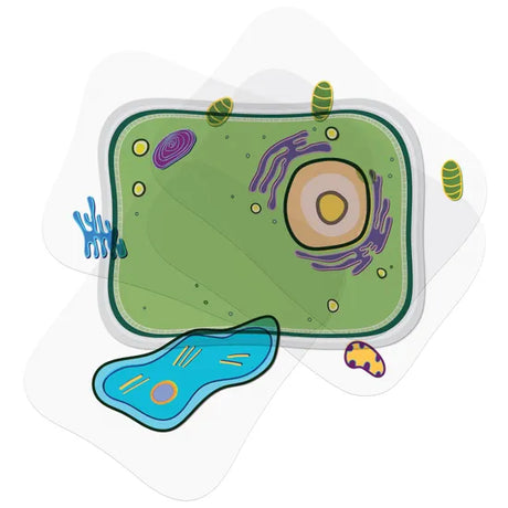 See-through Plant Cell - Modern Teaching Aids NZ