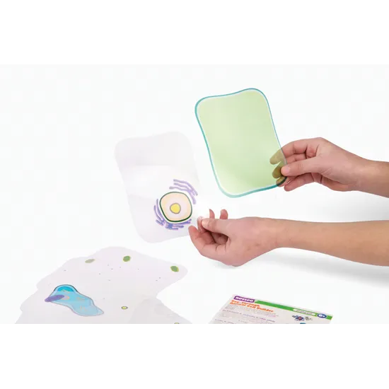 See-through Plant Cell - Modern Teaching Aids NZ