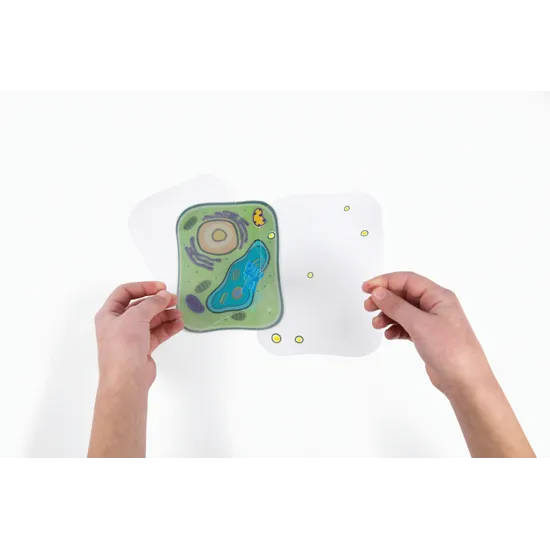 See-through Plant Cell - Modern Teaching Aids NZ