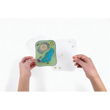 See-through Plant Cell - Modern Teaching Aids NZ