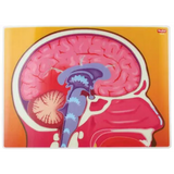 My Body In Action - Set of 10 Cards - Modern Teaching Aids NZ