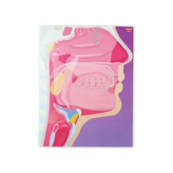 My Body In Action - Set of 10 Cards - Modern Teaching Aids NZ