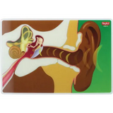 My Body In Action - Set of 10 Cards - Modern Teaching Aids NZ