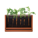 Vegetable Root Viewer - Modern Teaching Aids NZ