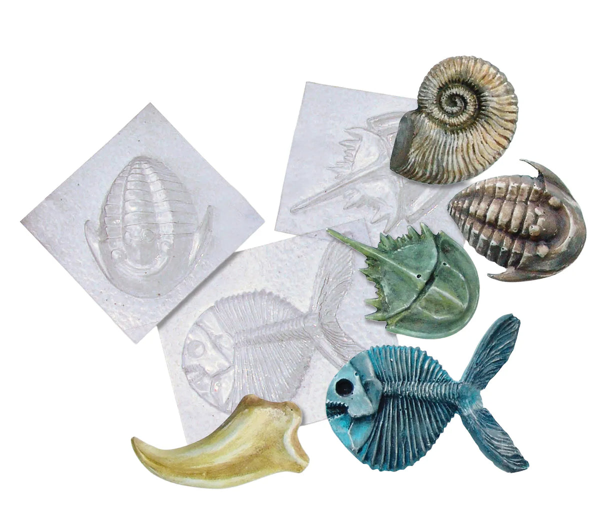Fossil Molds - Modern Teaching Aids NZ