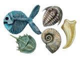 Fossil Molds - Modern Teaching Aids NZ