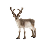 Schleich - Arctic Animals, Set of 8 - Modern Teaching Aids NZ